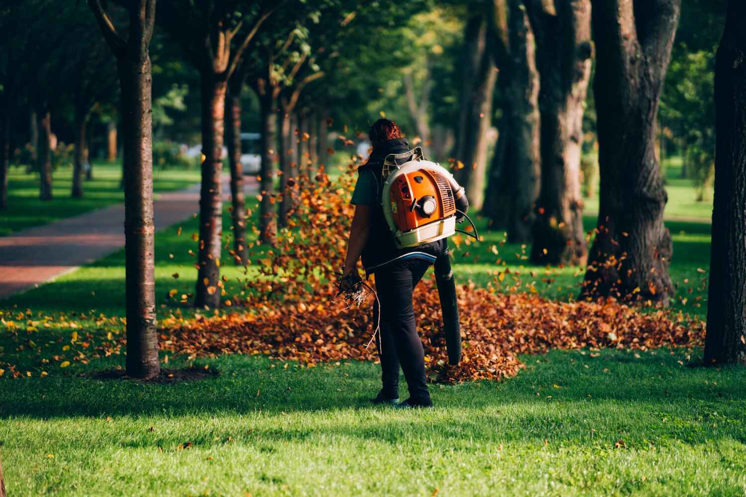 The Steps Involved in Our Tree Care Process in Pensacola, FL